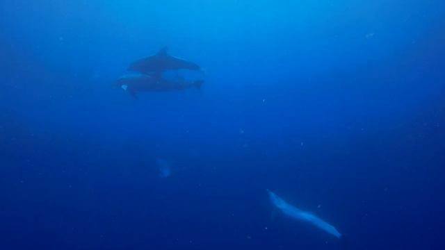 Free Dolphins - Free Diving. Дельфины - Фридайвинг. Юлия Петрик. Julia Petrik. Homodelphinus.ru