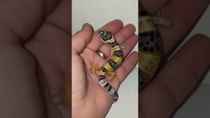 Что нужно купить прежде чем заводить эублефара?