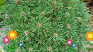 Сосна Джезек. Краткий обзор, описание характеристик, где купить саженцы pinus mugo Jezek