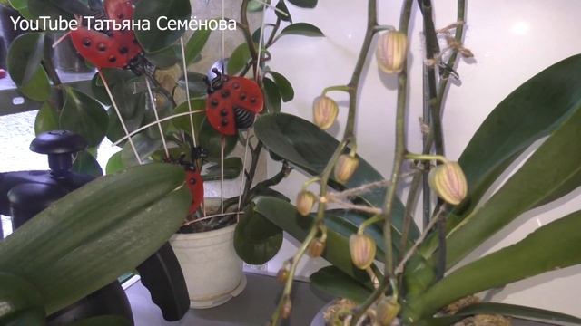 Ветвистые цветоносы орхидей и пышное цветение в домашних условиях Это реально!!! смотреть онлайн