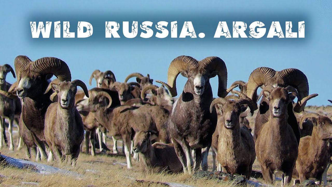 Аргали. Алтайский горный баран - самый крупный баран в мире. Argali. Altai Republic. Siberia. смотреть онлайн