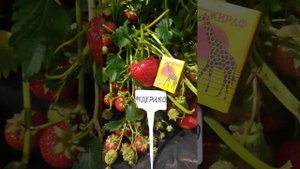 🍓ПОЗДНЯЯ клубника сорт ФЕДЕРИКО 🍓СОРТ- ГИГАНТ до 60 грамм! саженцы в Витебске