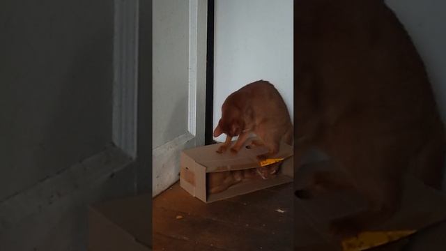 Кто не спрятался, я не виновата!