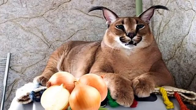 рецепт пельменей от Шлёпы