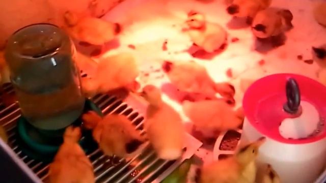 цыплята мастер грей смотреть онлайн