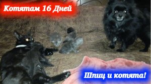 Йоко шпиц и котята! Деткам котика Симбы и кошечки Багиры 16 дней.