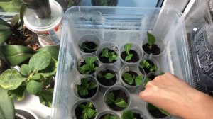 Две недели после пересадки укорененных черенков гортензии крупнолистной