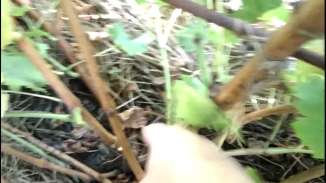 Вызревание жирующего побега, жирующая виноградная лоза осенью смотреть онлайн