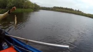 Выезд на таежную реку рыбалка на спининг - Негус ХМАО Радужный