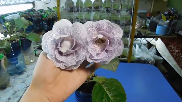 ШОУ ГЛОКСИНИЙ ! СОРТА ! ВЫПУСК №9 смотреть онлайн