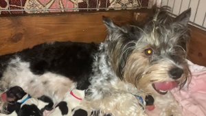 12 щенков на двоих))) Йорки и бивер Йорки