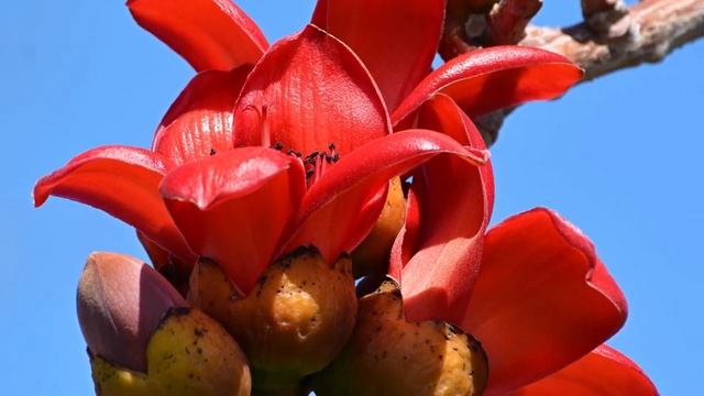 Брахихитон в Хайфе смотреть онлайн