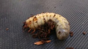 Очень страшная личинка навозного жука
