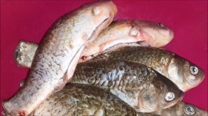 СОМИКИ И КАРАСИ В ВЕРХНЕМ ТАГИЛЕ//РЫБАЛКА