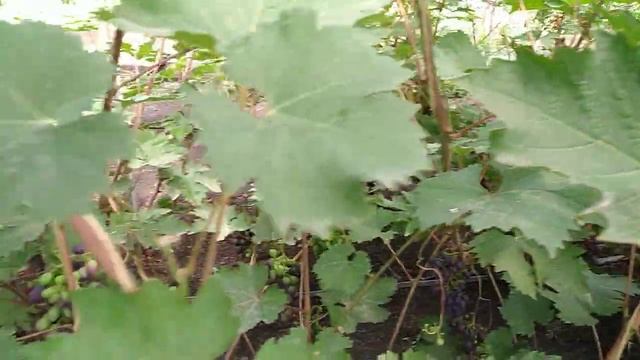 Осветление виноградной лозы. смотреть онлайн