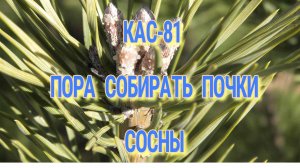 СБОР СОСНОВЫХ ПОЧЕК ДЛЯ КАС- 81.ПРОФИЛАКТИКА БОЛЕЗНЕЙ ПЧЁЛ..mp4