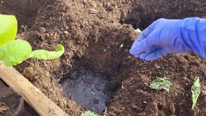 ЧТО ПОЛОЖИТЬ В ЛУНКУ ДЛЯ БОГАТОГО УРОЖАЯ ПРИ ВЫСАДКЕ БАКЛАЖАНОВ В ТЕПЛИЦУ