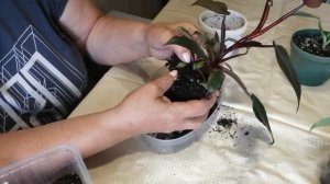 Филодендрон. Сажаем черенки.