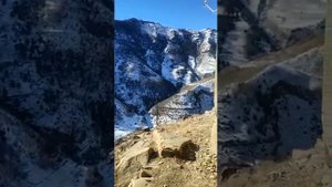 Село Могроб , Чарадинский район