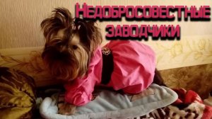 Йоркширский терьер мини