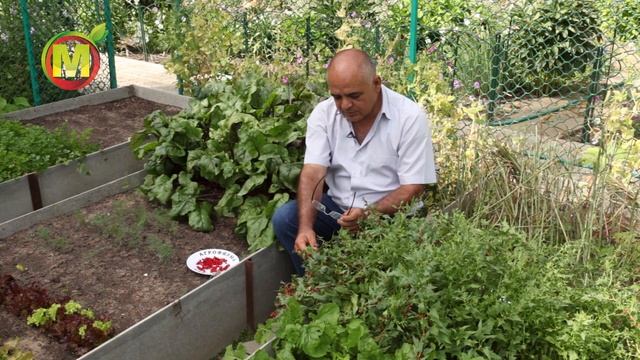 Шпинат Земляничный - ХИТРОСТЬ ПОСАДКИ и ВЫРАЩИВАНИЕ смотреть онлайн