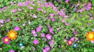 Герань кроваво-красная Макс Фрей. Краткий обзор, описание характеристик geranium sanguineum Max Fre