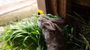 РАЗВЕДЕНИЕ и СОДЕРЖАНИЕ кроликов. РЕЗУЛЬТАТЫ за три месяца.Как разводить кроликов.