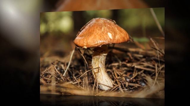 Грибы 2013 смотреть онлайн