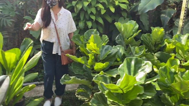 Super Sale at Rustic Homegarden 😍👌🤗.Got a beautiful Anthurium Foliage at good price 👌🌿 смотреть онлайн