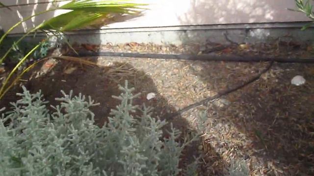 Chamaerops humilis palm in need of fertilizer