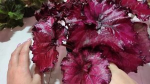 Бегонии декоративнолиственные. Полюбуемся вместе.