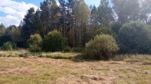 Тихая охота. Ложные опята.