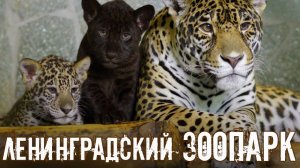 УДИВИТЕЛЬНЫЕ животные в Ленинградском ЗооПарке / Большая экскурсия по зоопарку Санкт-Петербурга 4К