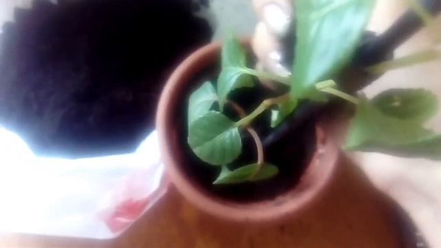 Пересадка фуксий смотреть онлайн