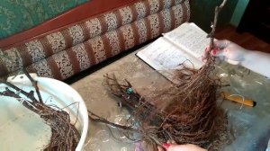 Шок посылка?! Посылка с виноградом Крым, Нижнегорский район с. Лиственное от Галагуцкого М. В.