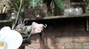 #Orquídeas
CUIDANDO DAS MINHAS PHALAENOPSIS PÓS FLORAÇÃO!!! Veja como eu.....