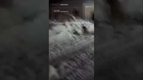 "*** ему дайте, ***!": мужчина отогнал белого медведя собаками в арктическом поселке / РЕН