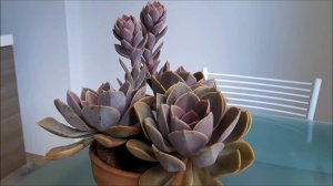 Echeveria perle von nurnberg - haste floral ou novas rosetas? | Fran natura