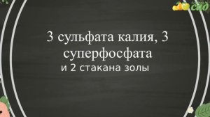 Посадка смородины - как правильно посадить смородину