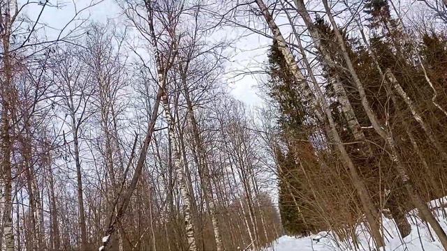 Красные берёзы, дерево над лыжнёй. смотреть онлайн