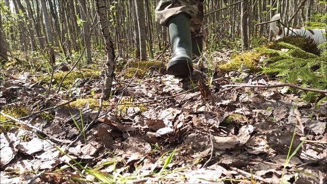 Сморчки в конце мая Грибы 2022 смотреть онлайн