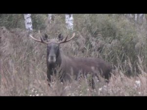 Гон лосей 2020