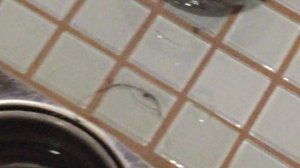 Почему воняет из слива душевой кабины