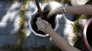 Штамбовая фуксия