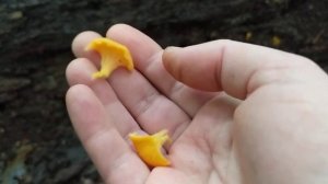 How to ID Craterellus ignicolor, the flame chanterelle