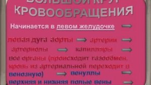 Кровеносная система человека