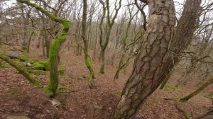 eMTB Matschi Tour an einem Sonntag im Binger Wald