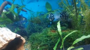 Свершилось! Долгожданное потомство сапфировых попугаев))Little fish - parrot