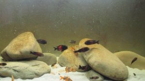 Кормление фаршем ... Трофеусов