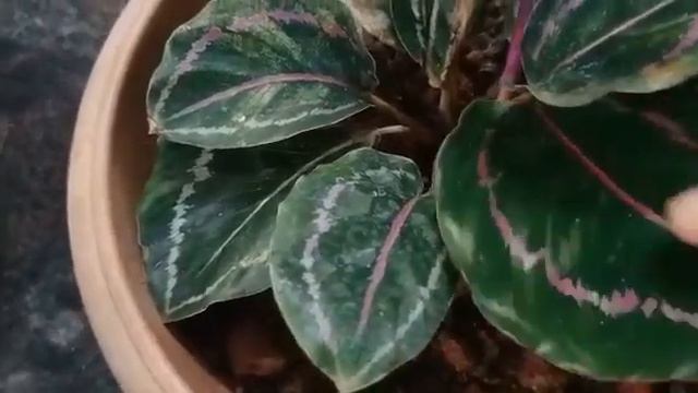 CALATHEA PLANT CARE & COLLECTION
